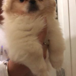 Meet your Posher, Elio f